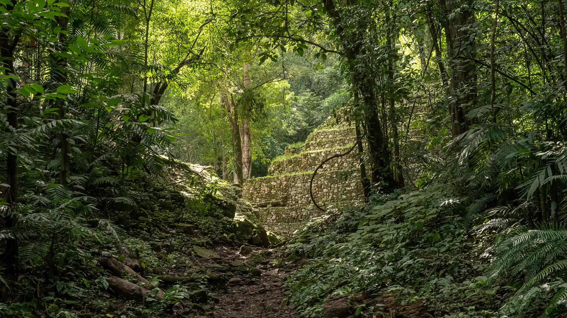 the mayan jungle