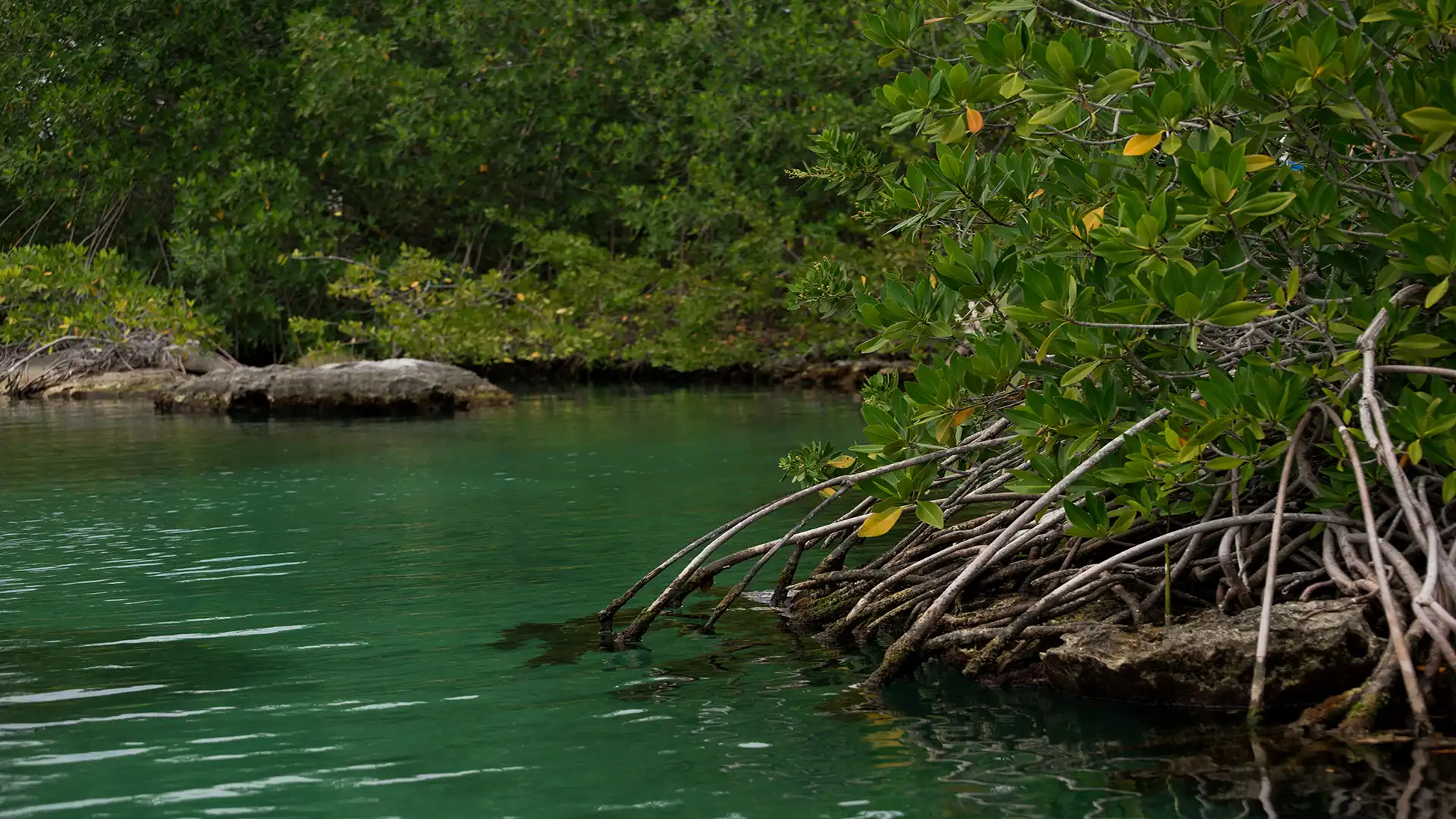 Xel-Ha Xel-Ha