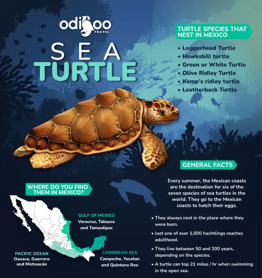 Sea Turtles in Cancun