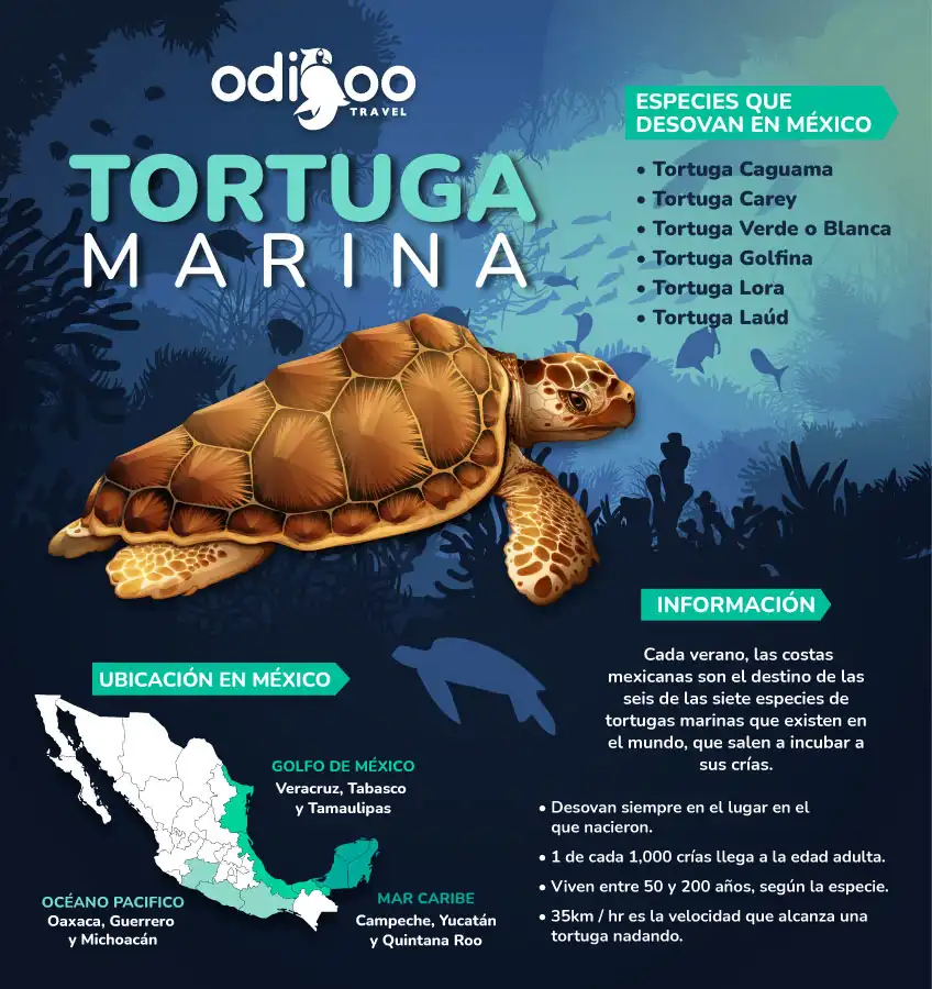 Tortugas Marinas en Cancún