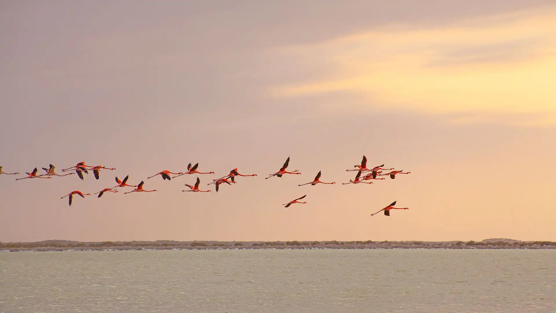 Flamencos en Las Coloradas