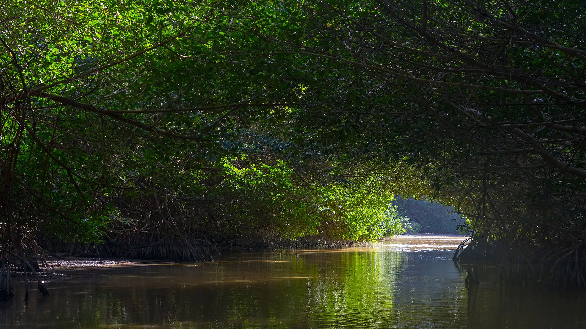 Celestún Mangroves