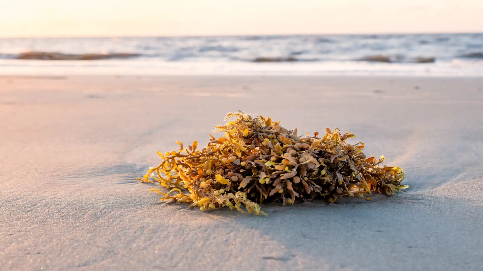 sargassum in Cancun
