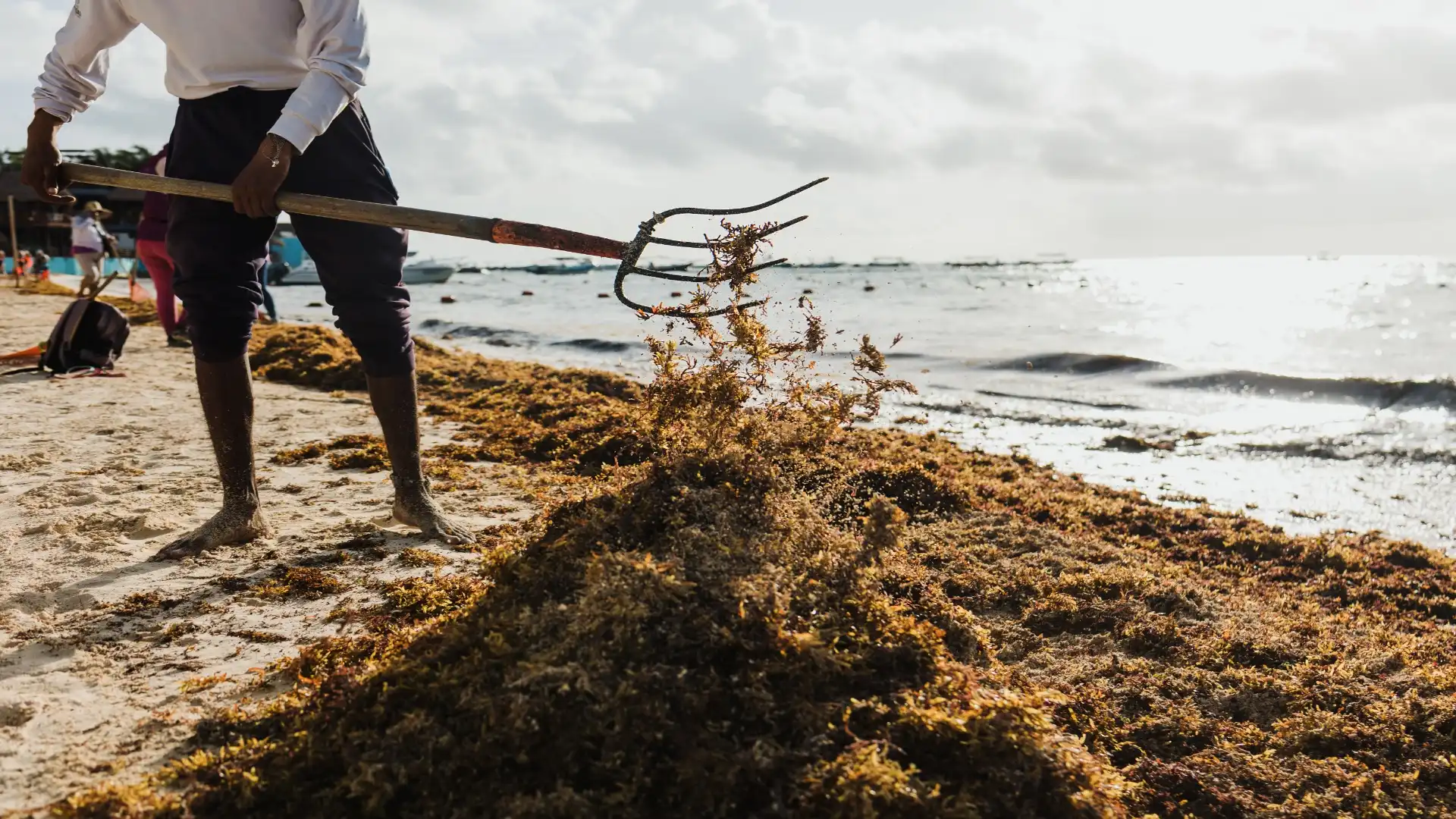 sargassum in Cancun
