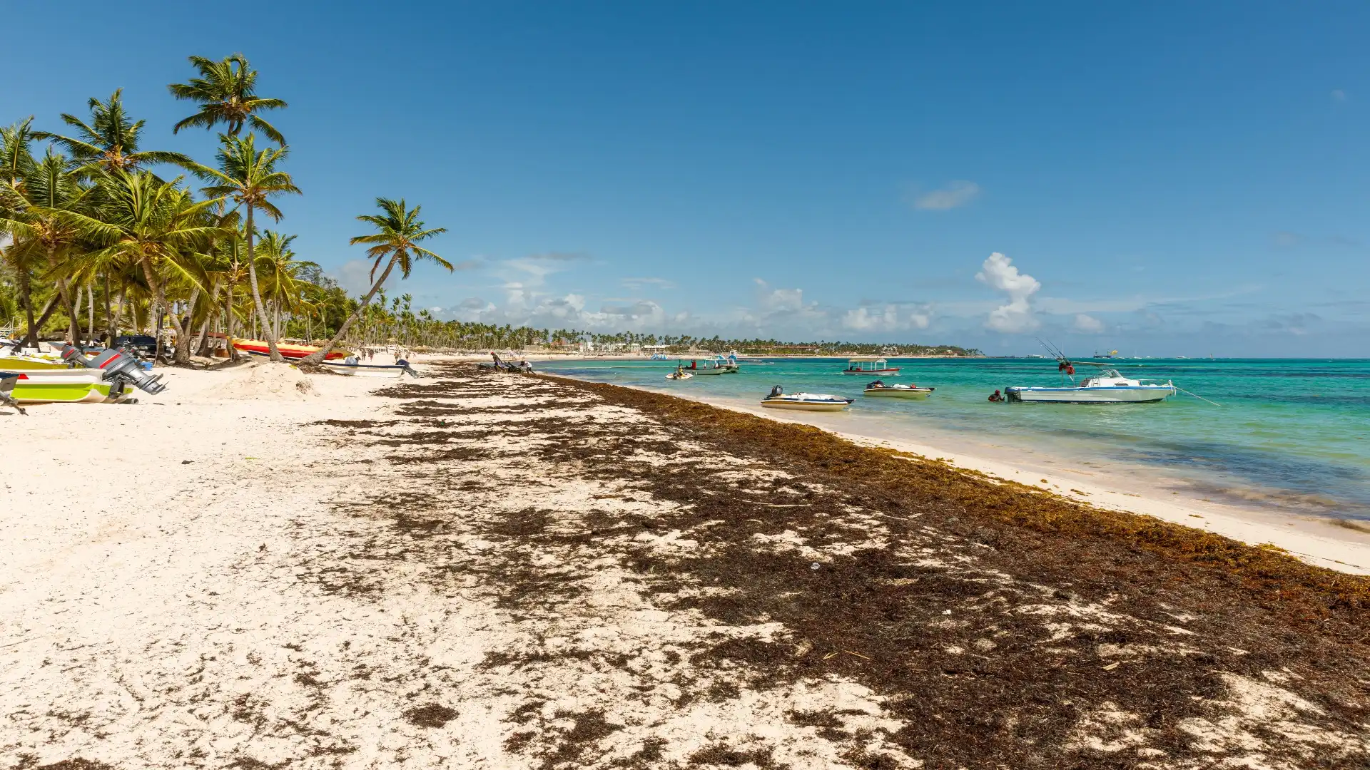 sargassum in Cancun