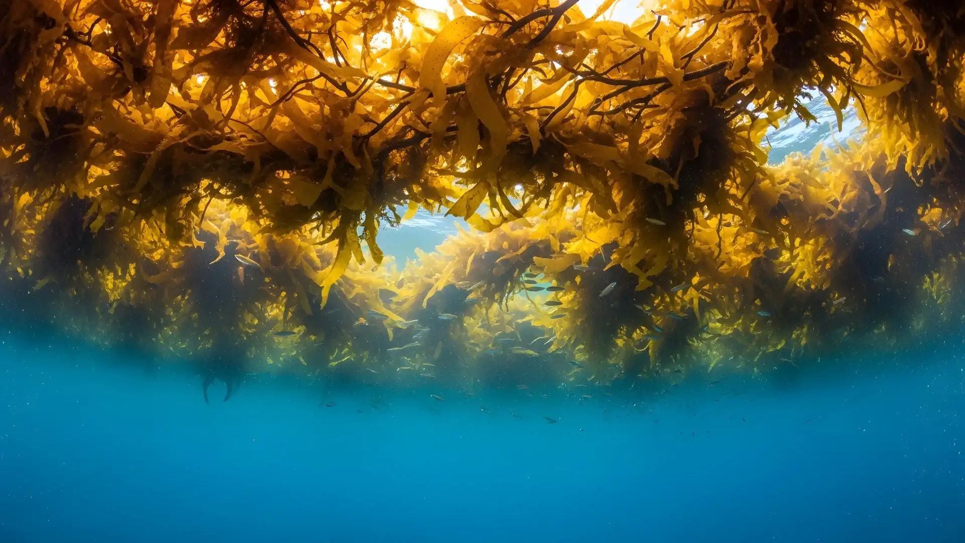 sargassum in Cancun