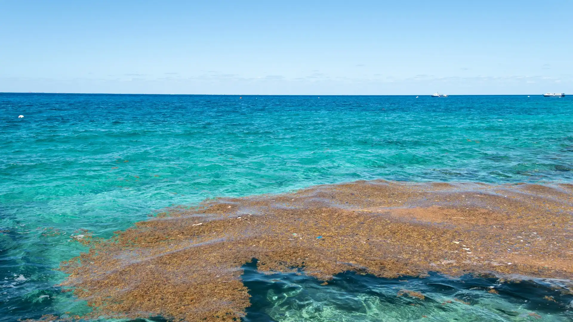 sargassum in Cancun