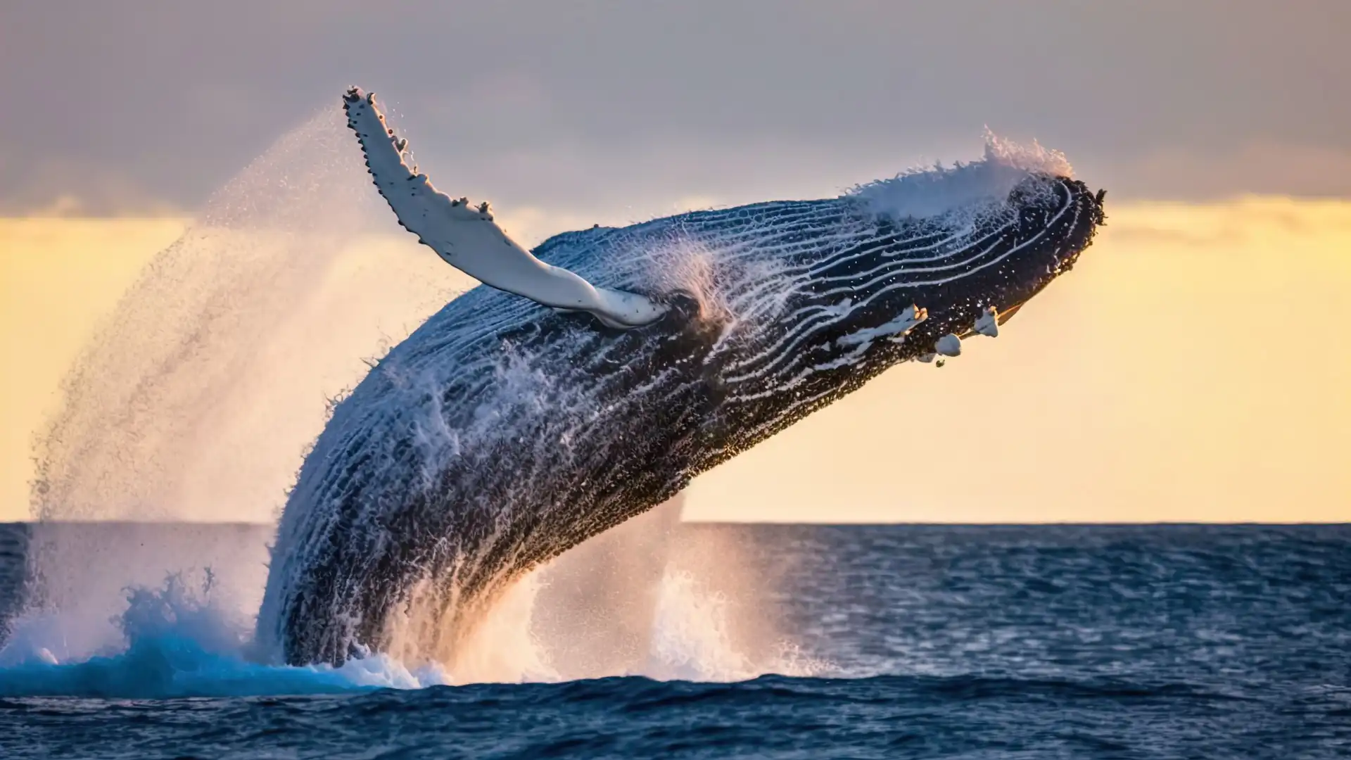 avistamiento de ballenas
