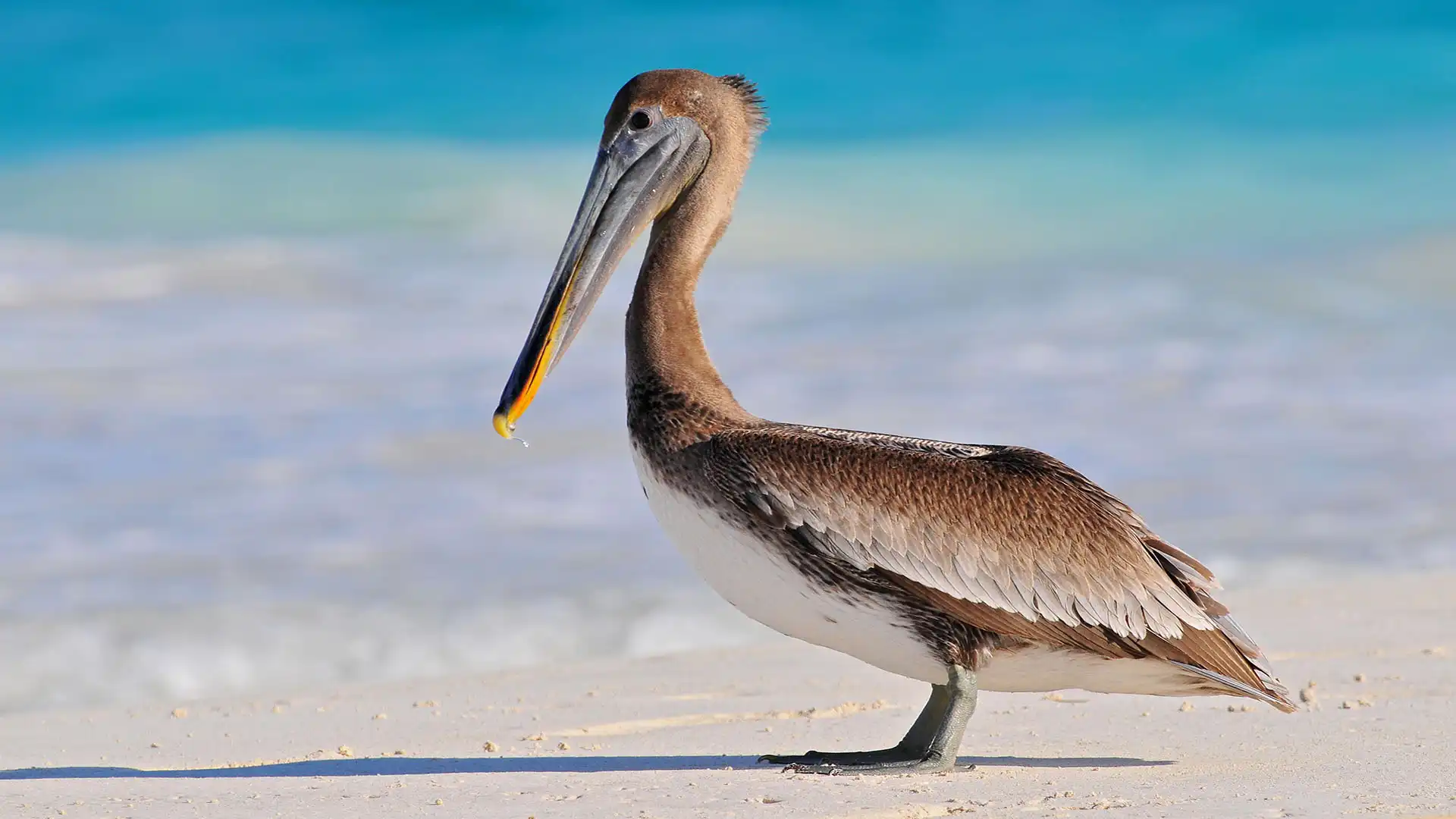 Pelicans in Tulum