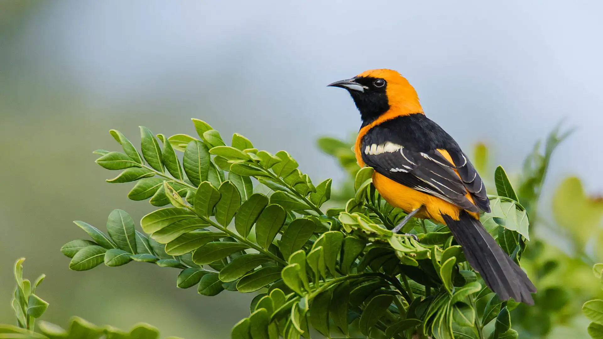 Birdwatching