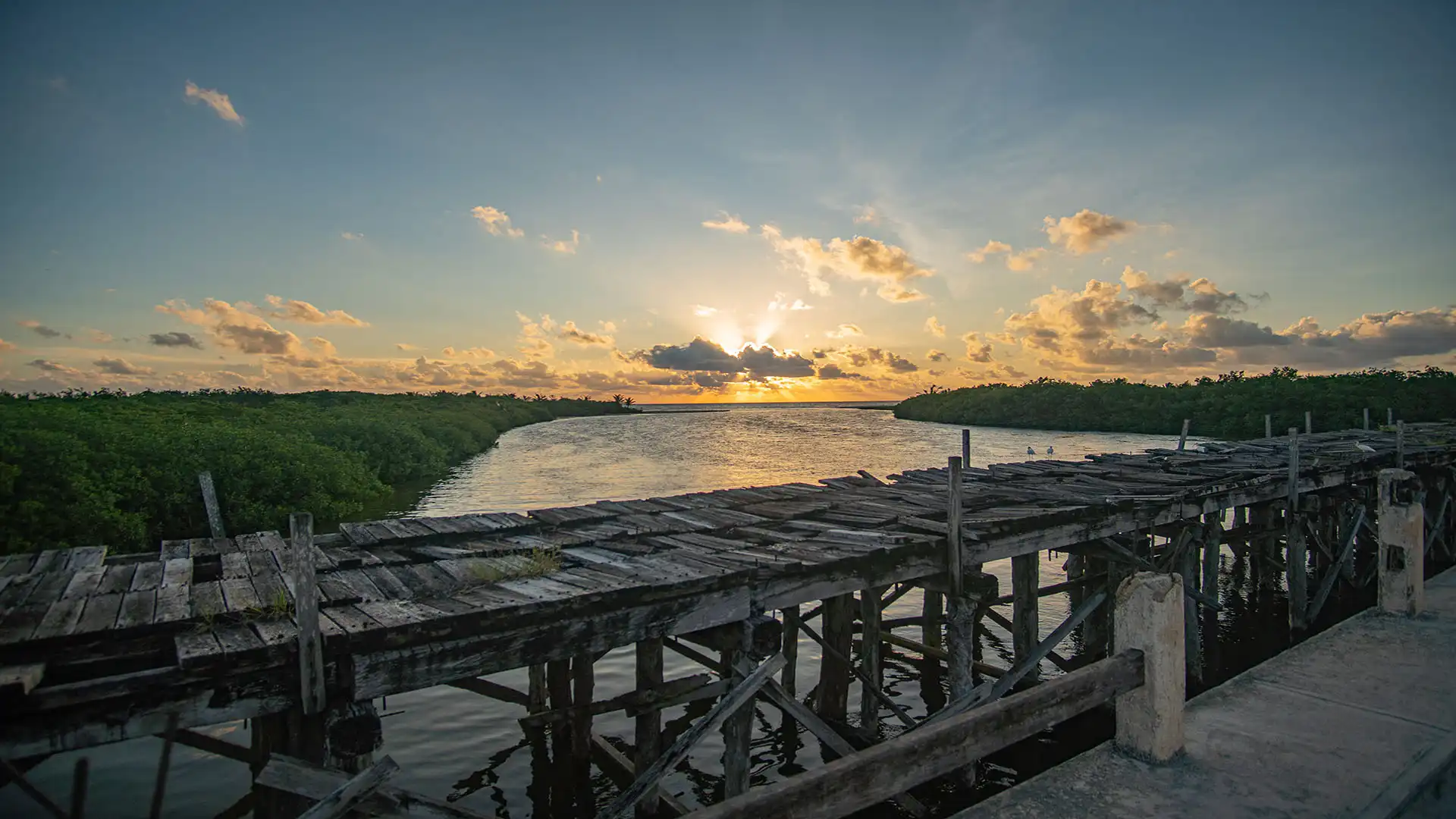 Dawn in the jungle