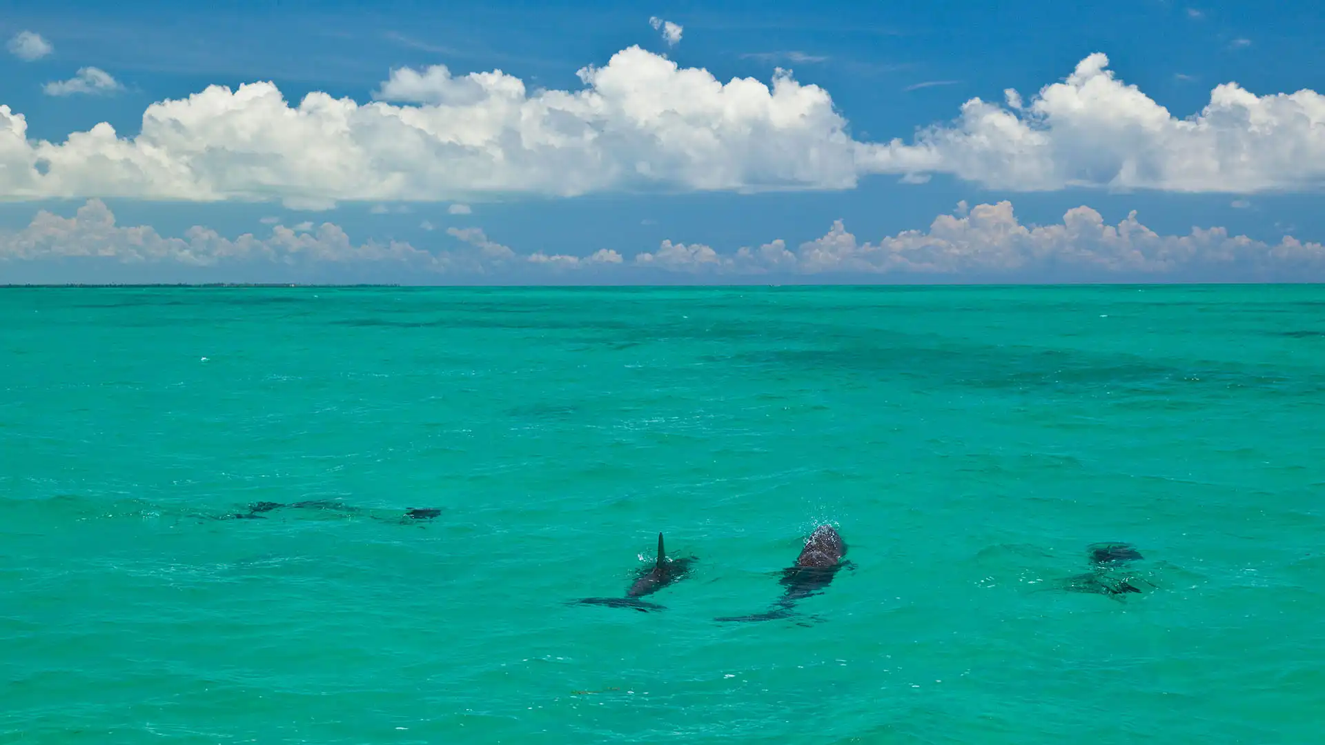 Dolphins in Sian Ka'an