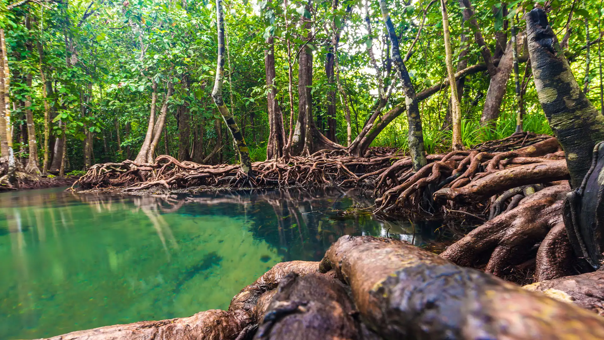 Mangroves in Sian Ka'an
