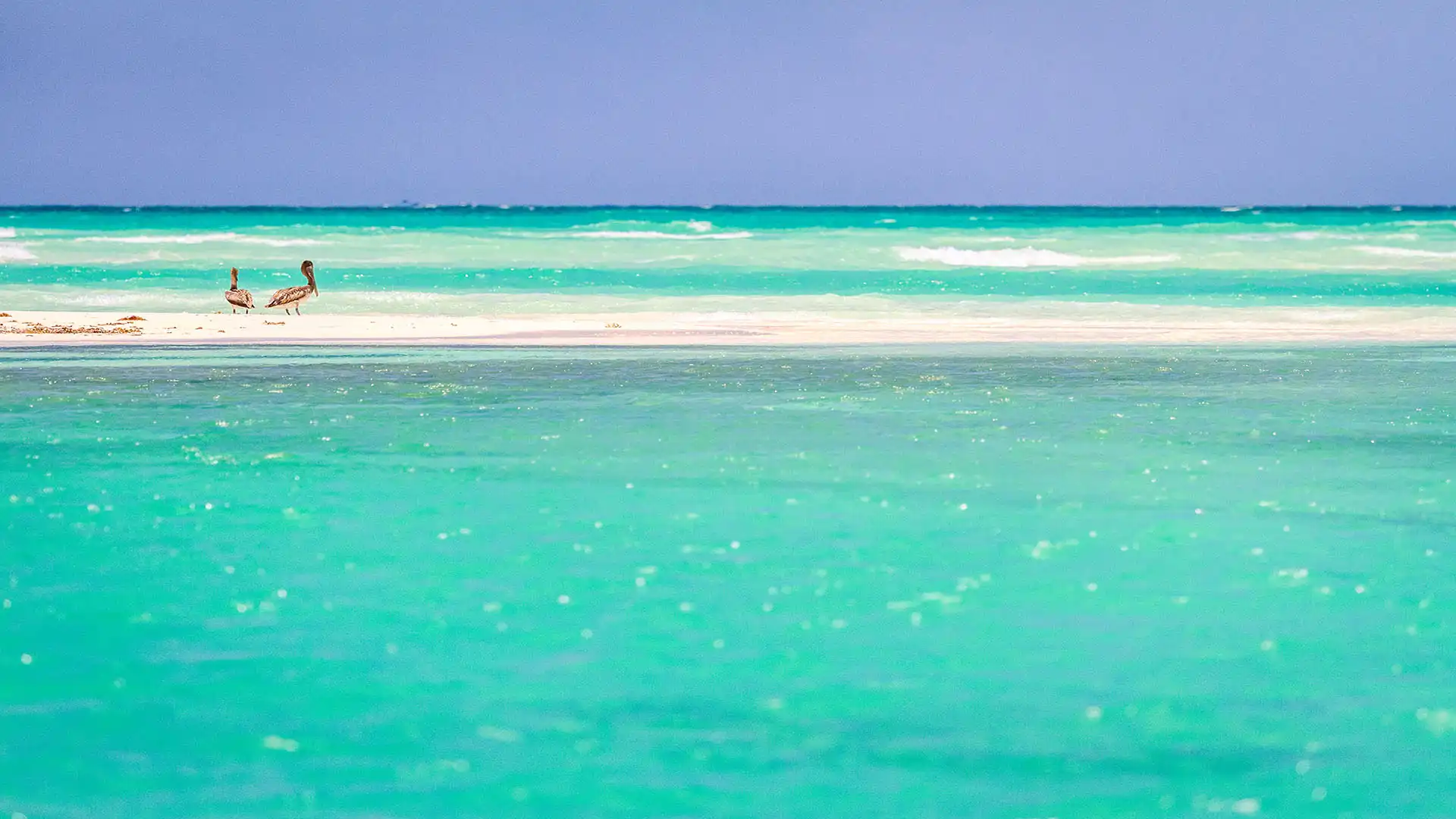Pelicans enjoying in Sian Ka'an