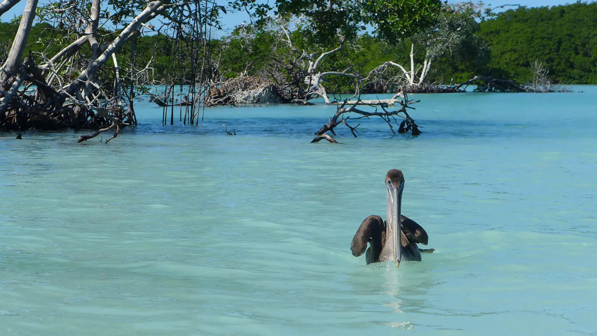 Pelicans enjoying in Sian Ka'an