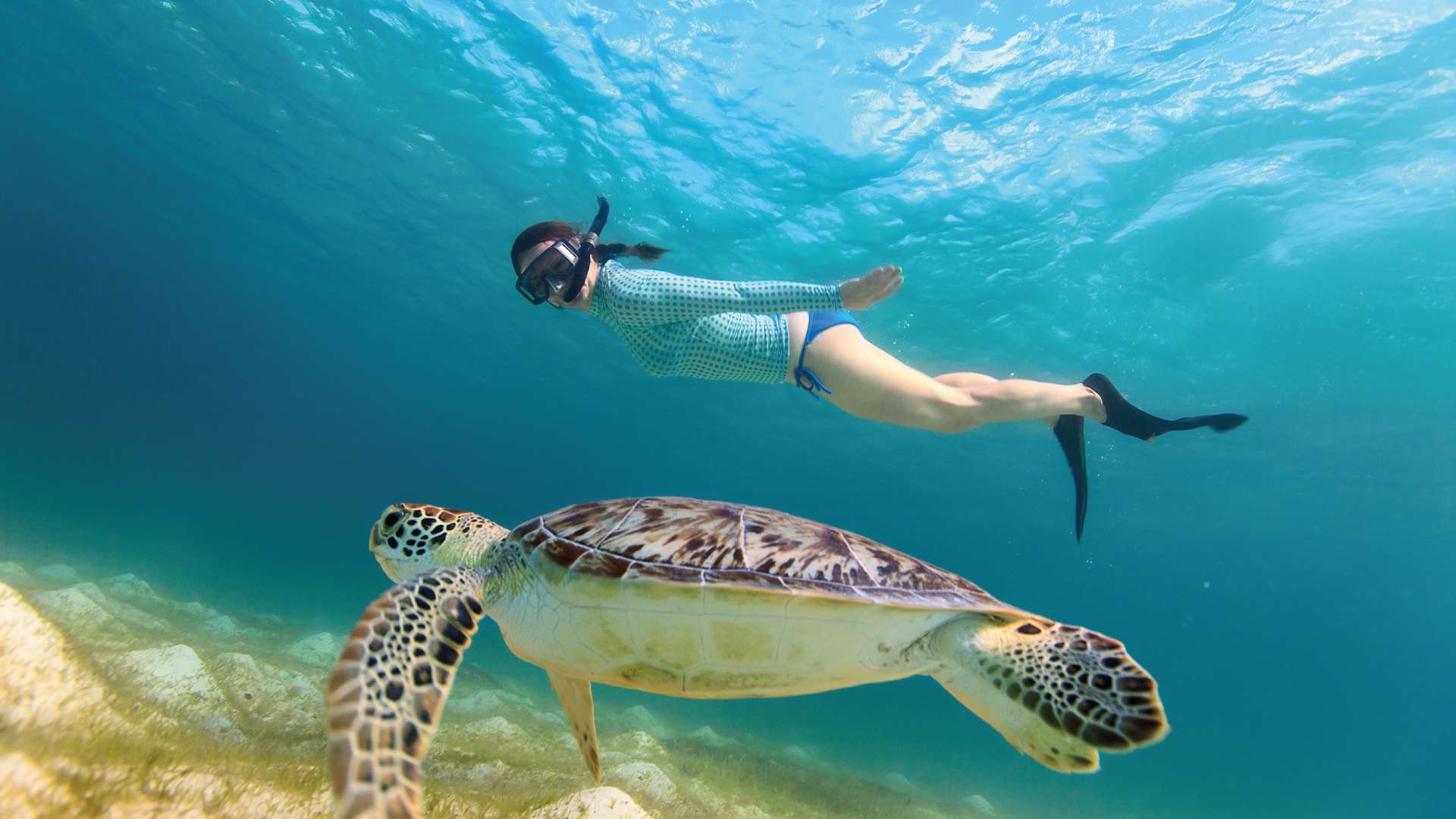 Tortugas en Akumal