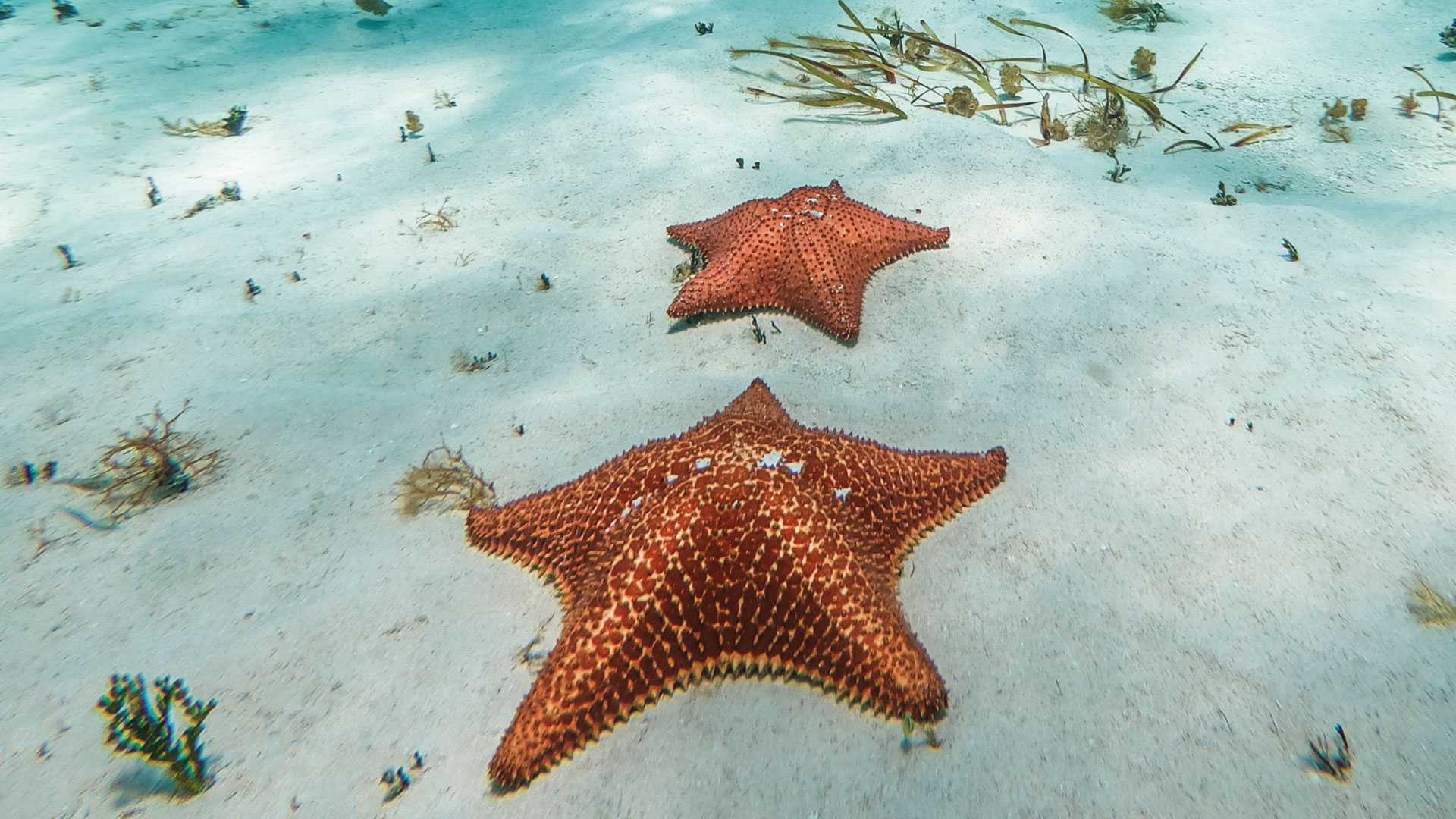 Starfish in El Cielo