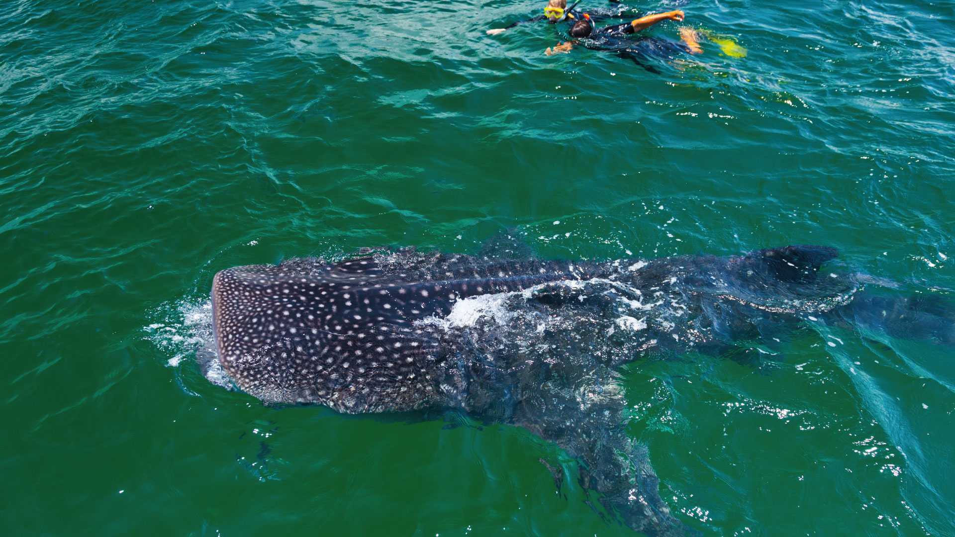 Whales Sharks in Isla Mujeres