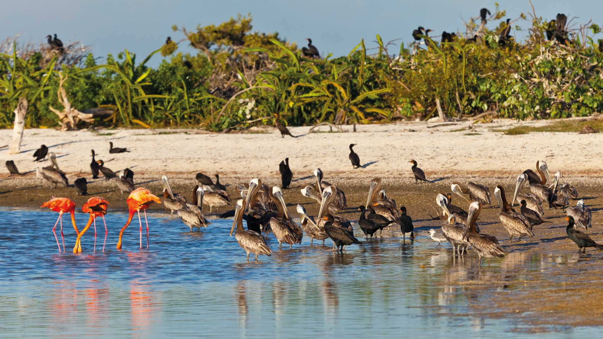 l'île aux Oiseaux