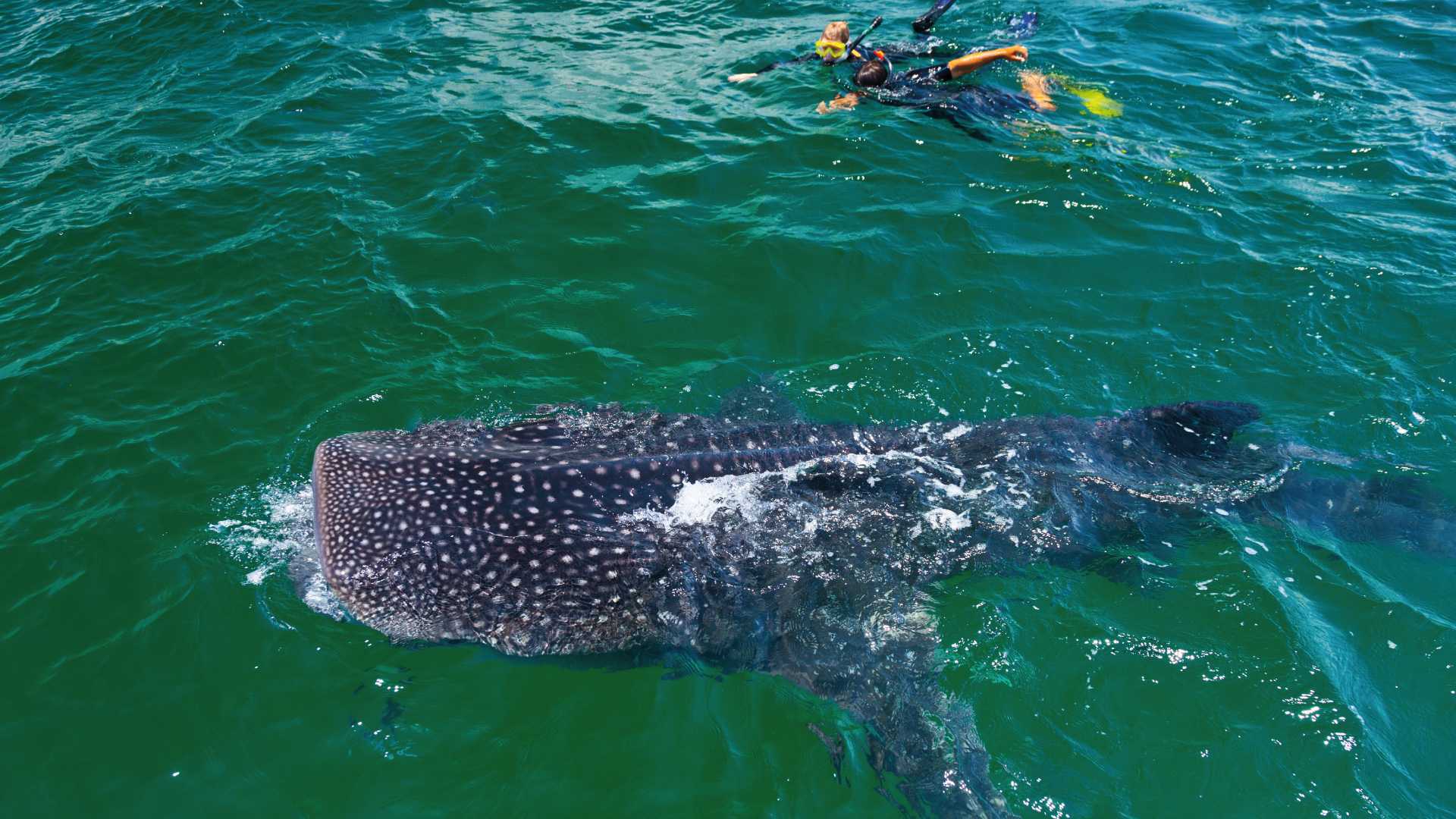 Nager et pratiquer le snorkeling avec les Requins Baleines