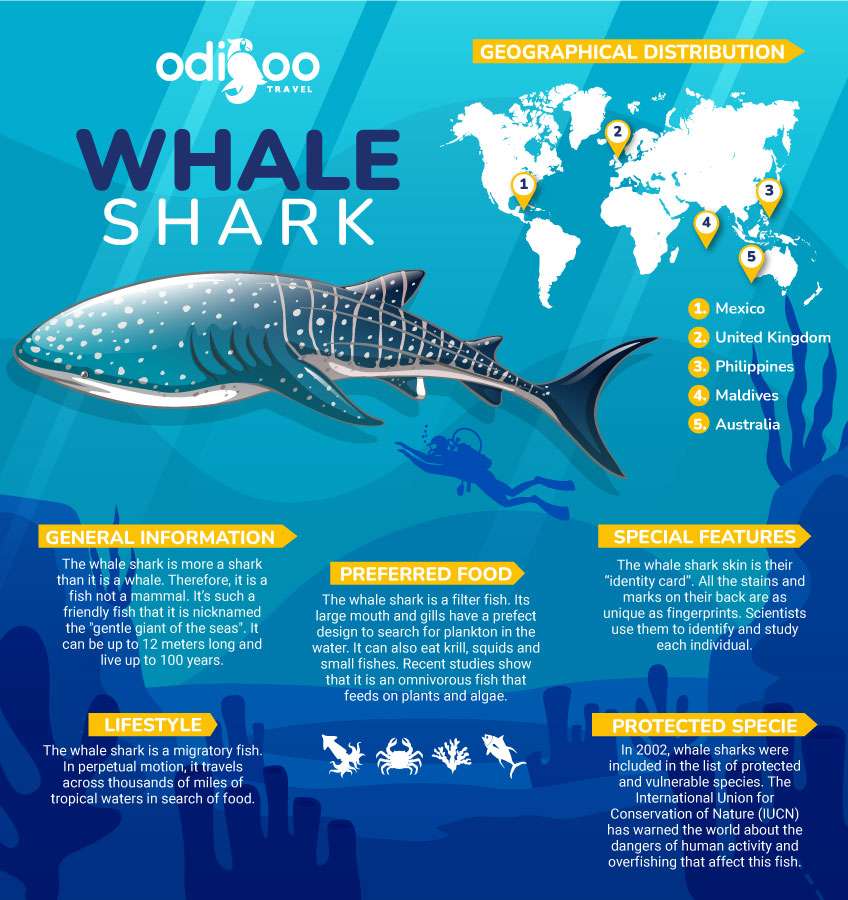 Infographic: The Whale Shark