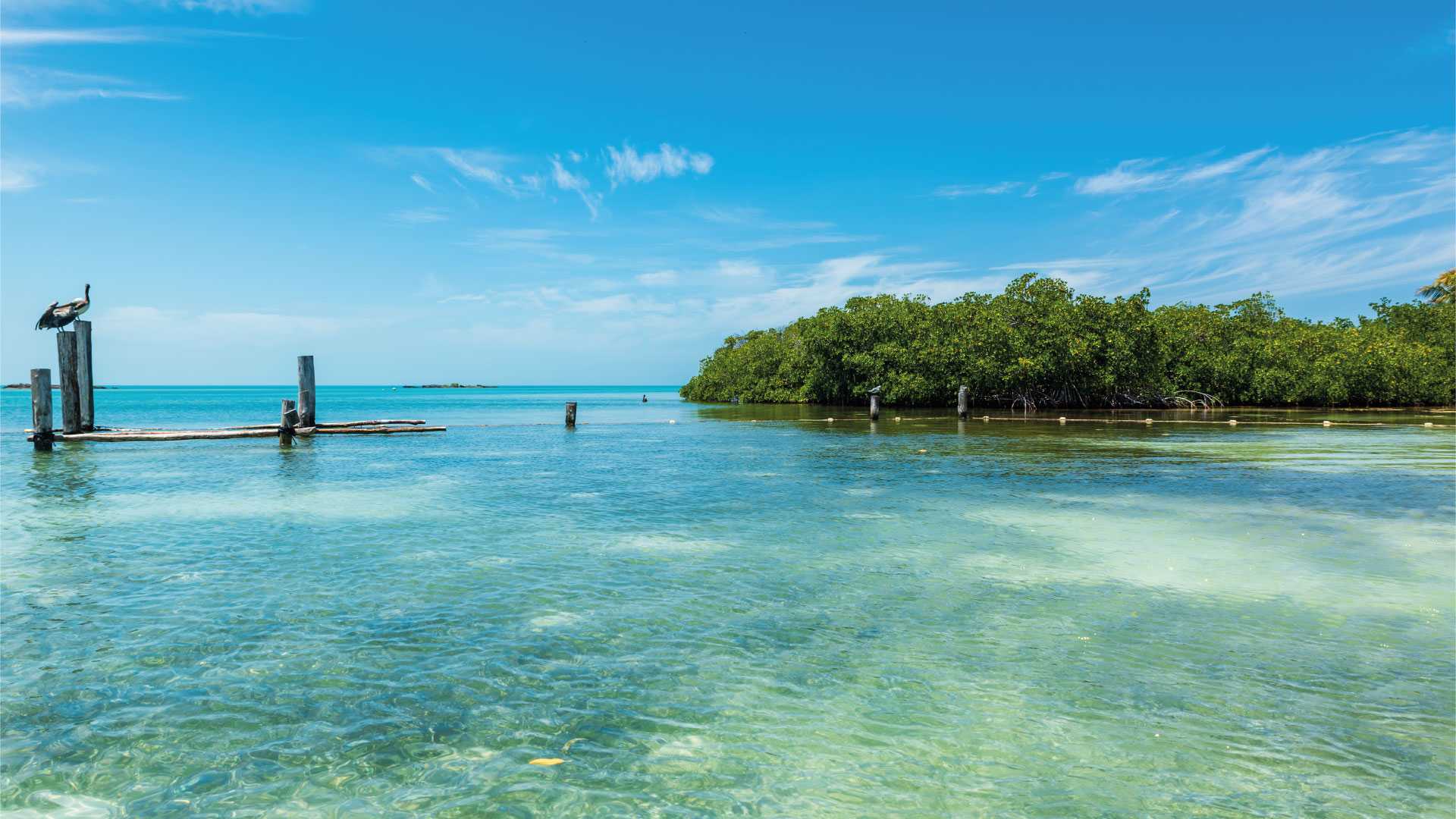 Mangroves en Isla Contoy