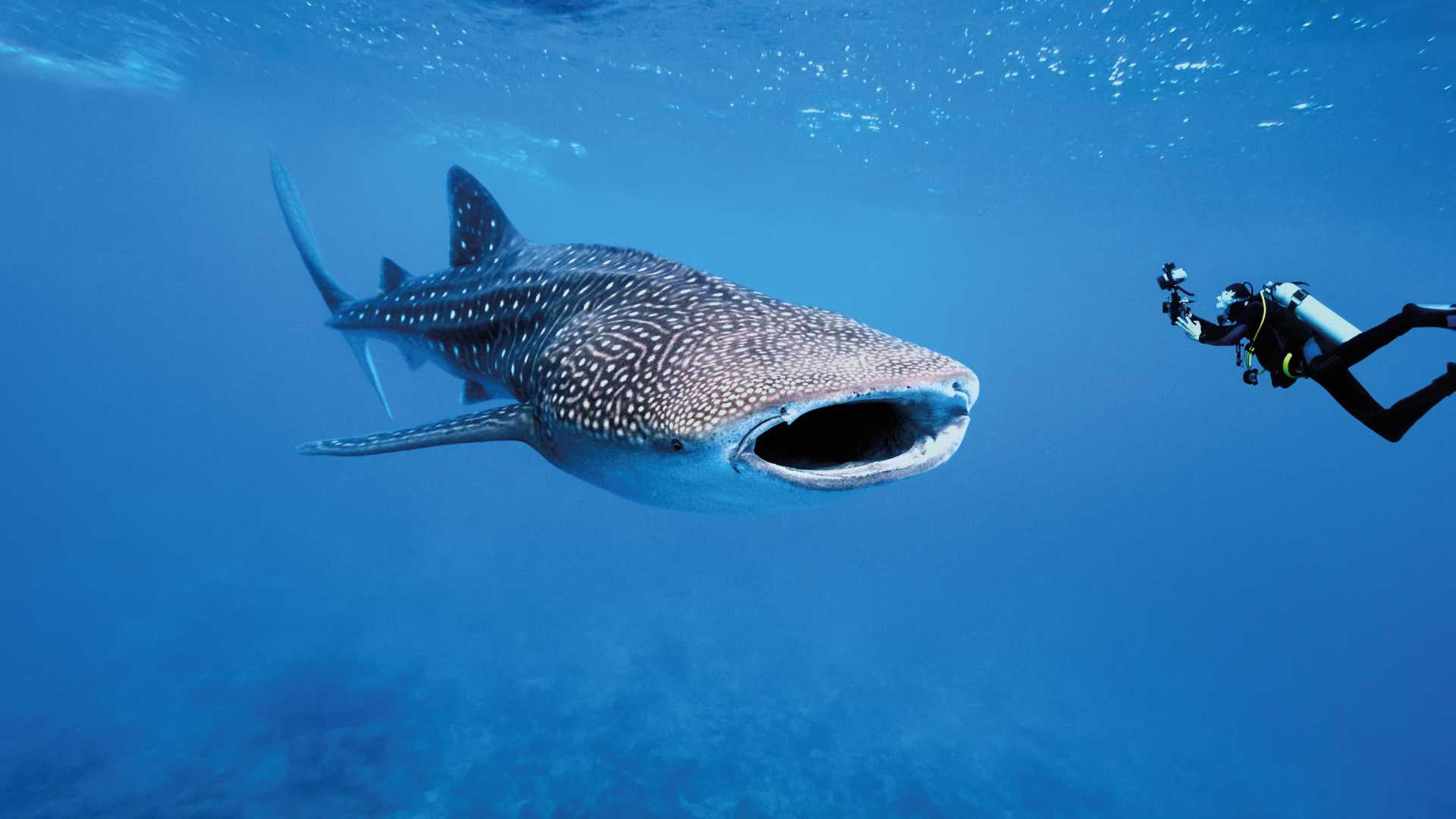 La piel del tiburón ballena