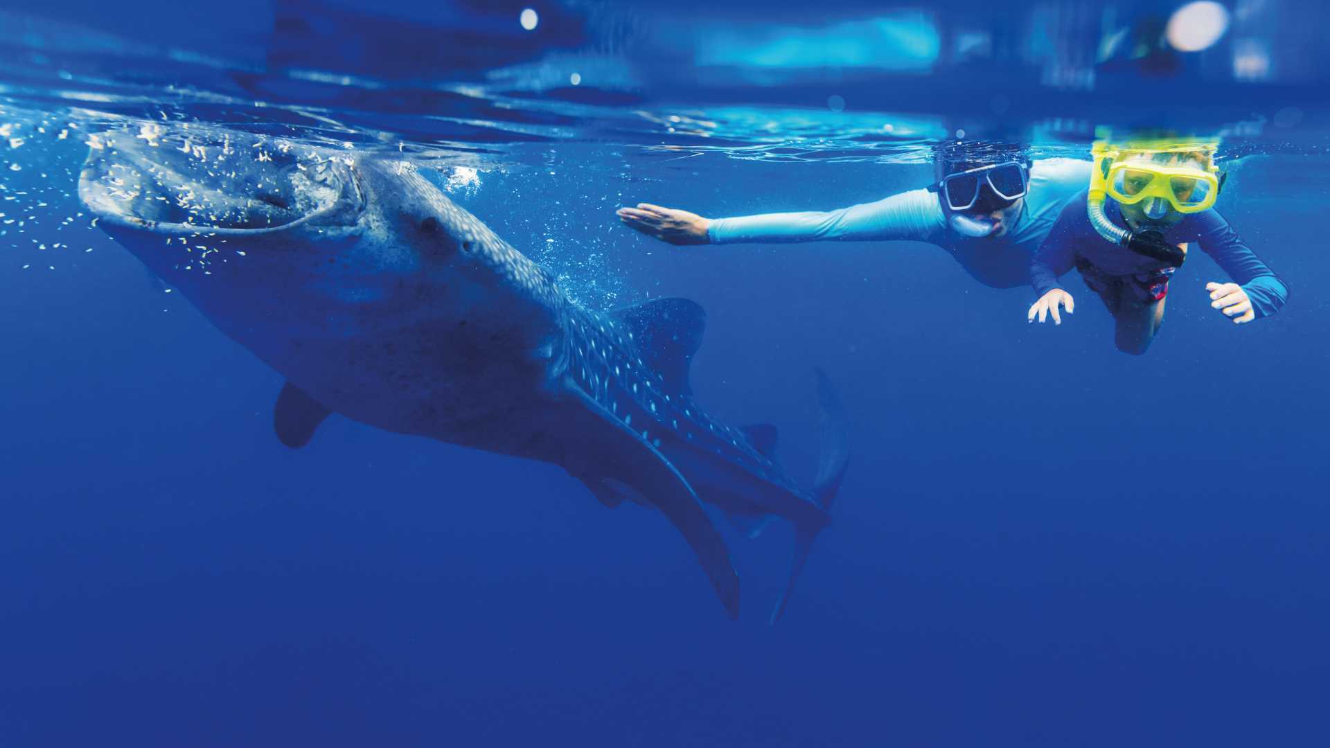 swimming with a whale shark