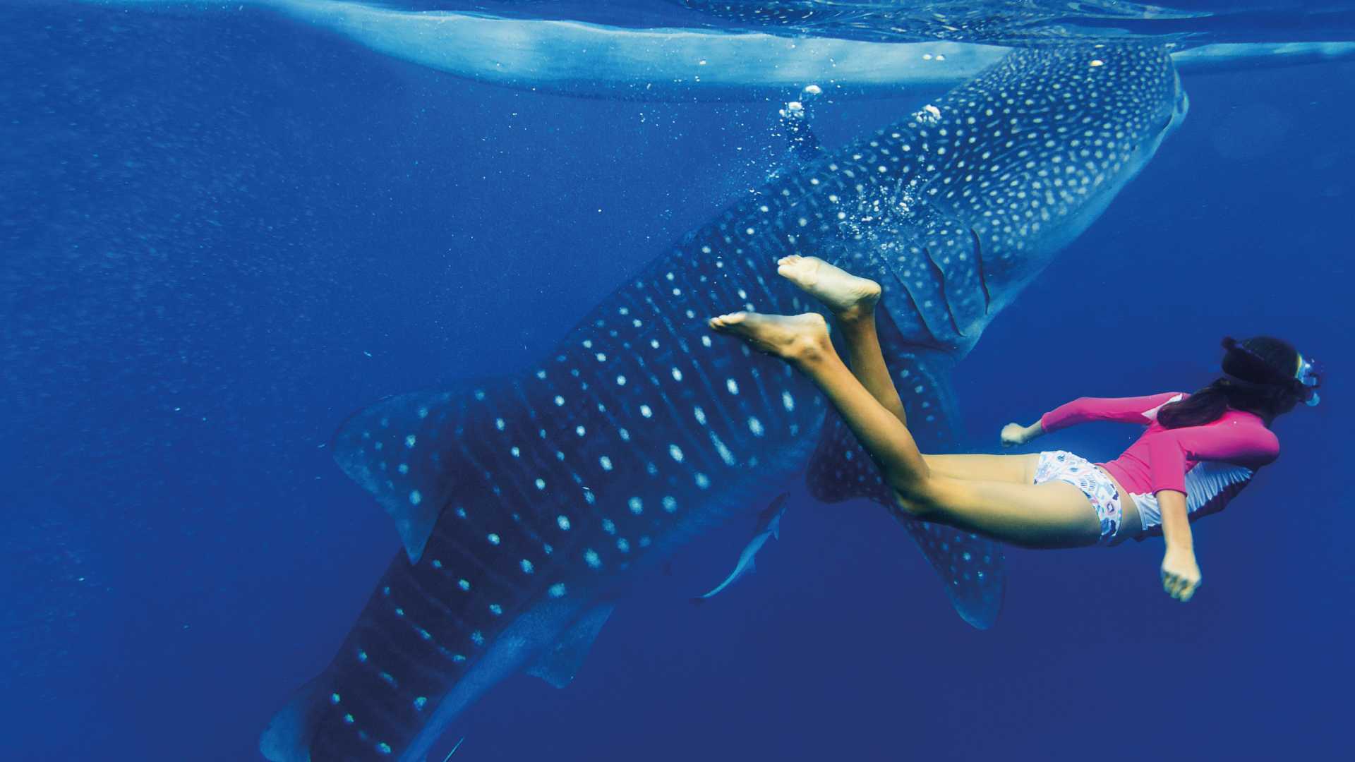 Spotting a whale shark